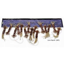 WILLIAMSON LIVE SQUID SPREADER BAR 